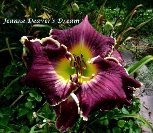 jeanne deaver's dream